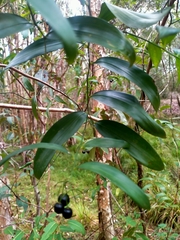 Geitonoplesium cymosum