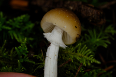 Psathyrella longistriata