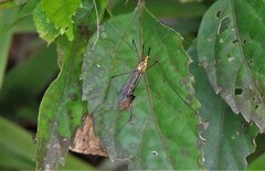 Nephrotoma australasiae