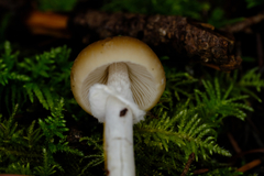 Psathyrella longistriata