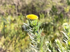 Schistostephium umbellatum