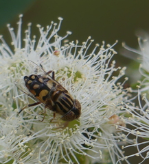 Eristalinus punctulatus