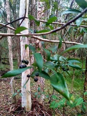 Geitonoplesium cymosum