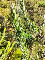 Schistostephium umbellatum