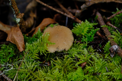 Psathyrella longistriata