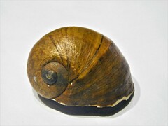 Pomacea megastoma