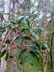 Geitonoplesium cymosum