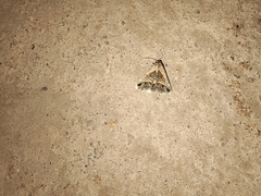 Acantholipes trimeni