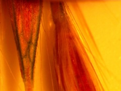 Saccharum brevibarbe