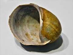 Pomacea megastoma