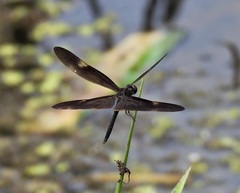Rhyothemis princeps