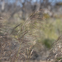 Austrostipa acrociliata