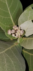 Calotropis procera