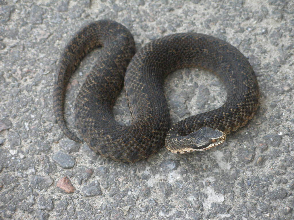 Caucasus Viper