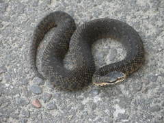 Caucasus Viper photo 2