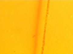 Saccharum brevibarbe