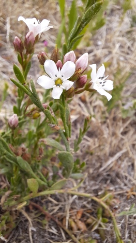 Samolus repens (J.R.Forst. & G.Forst.) Pers.