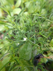 Polypremum procumbens