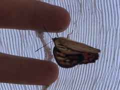 Heteronympha penelope