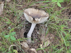Amarrendiae