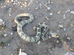 Crotalus ornatus