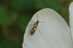 Micropterix