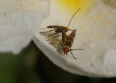 Micropterix