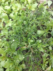 Polypremum procumbens