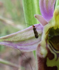 Micropterix