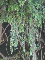 Metrosideros colensoi