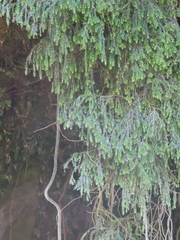 Metrosideros colensoi