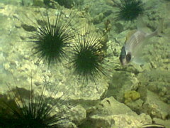 Holocentrus adscensionis