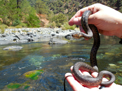 Thamnophis couchii