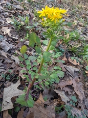 Packera glabella