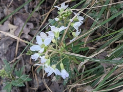 Cardamine concatenata