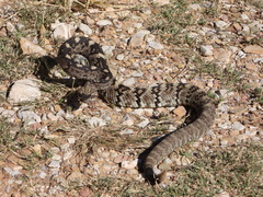 Crotalus ornatus