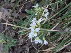 Cardamine concatenata