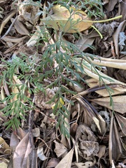 Grevillea robusta