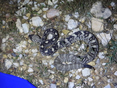 Crotalus ornatus