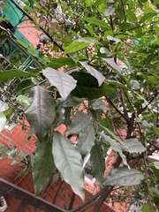 Diospyros cathayensis