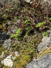 Myriopteris alabamensis