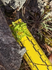 Myriopteris alabamensis