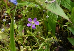 Drosera indica