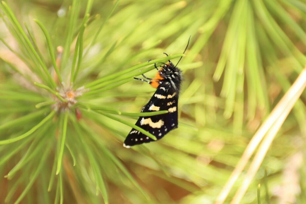 Willowherb Daymoth from Mannerim VIC 3222, Australia on February 10