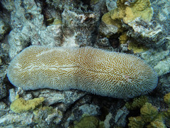 Ctenactis