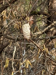 Antheraea polyphemus