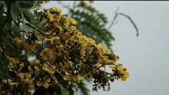 Senna siamea