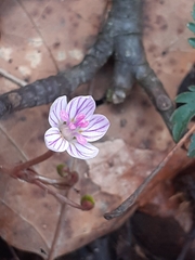 Claytonia caroliniana