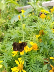 Staphylus hayhurstii