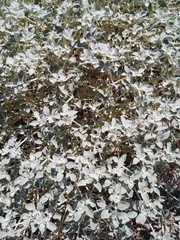 Tidestromia suffruticosa